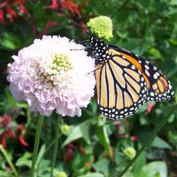 Pincushion Flower